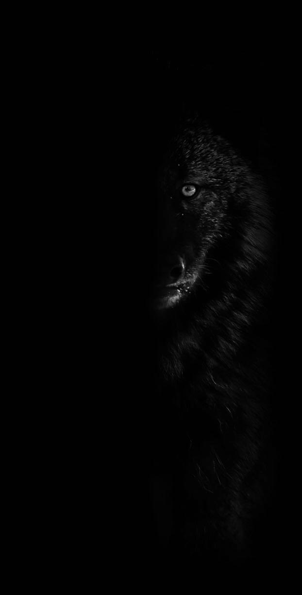 Black Wolf Cart Co.